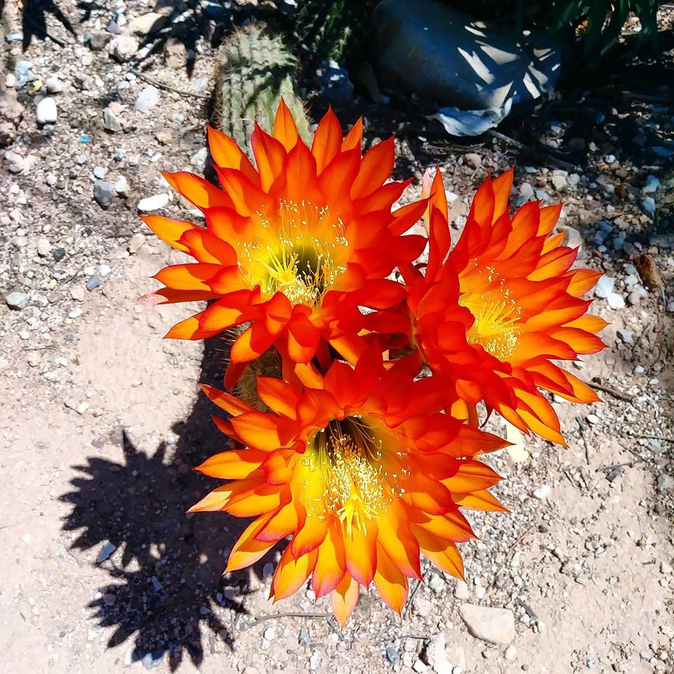 Cactus blooms